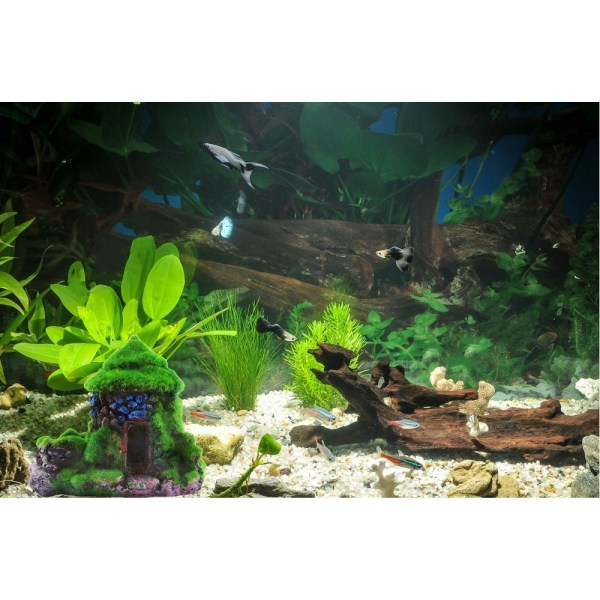 Akvaariokoristeet Fish Hideout House -luola, jossa on vihreä elävä sammal