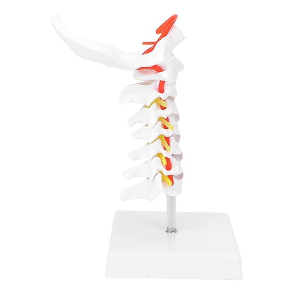 Anatomisk cervikal hvirvelsøjle og spinalnervemodel til naturfagslokaleundervisning