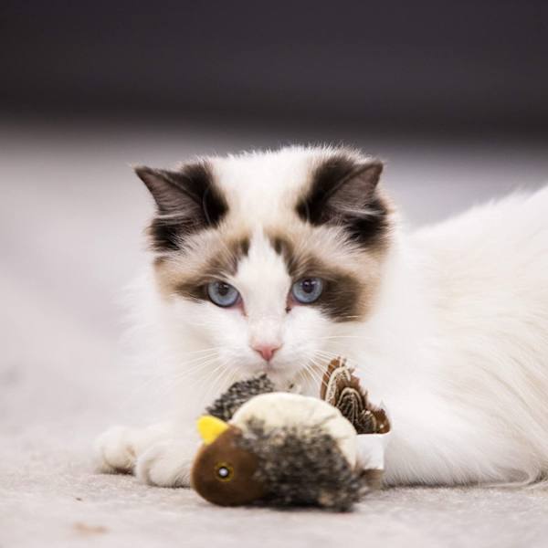 Interaktive kattefjærleker Melody Chaser Chirpy Bird Cat Toys