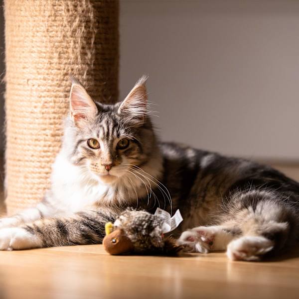 Melody Chaser Pet Bird Interaktivt Katteleket Plysjleker for Hunder og Katter (Fugl)