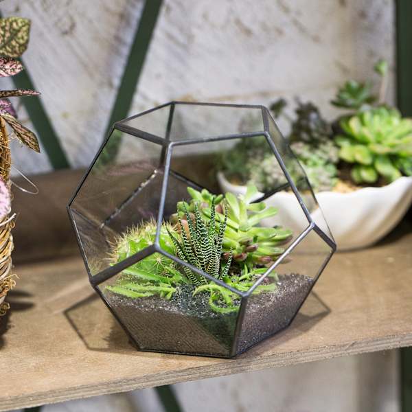 15cm Lille Glas Plantepotte, Pentagon Display Blomsterpotte til Sukkulenter Kaktus Bregner Mos Luftplanter, Indendørs Hjemmets Midtpunkt (Ingen Planter Inkluderet)