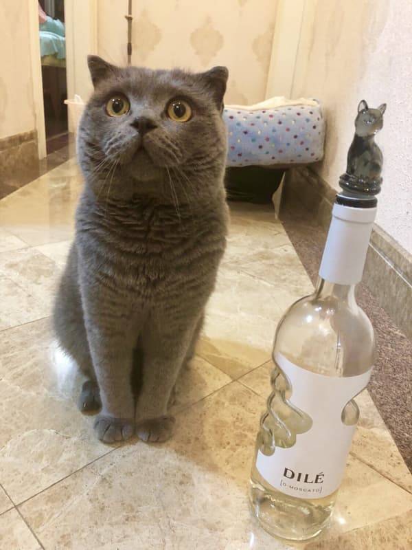 Vinstoppare for champagne og drikkeflasker (svart katt)