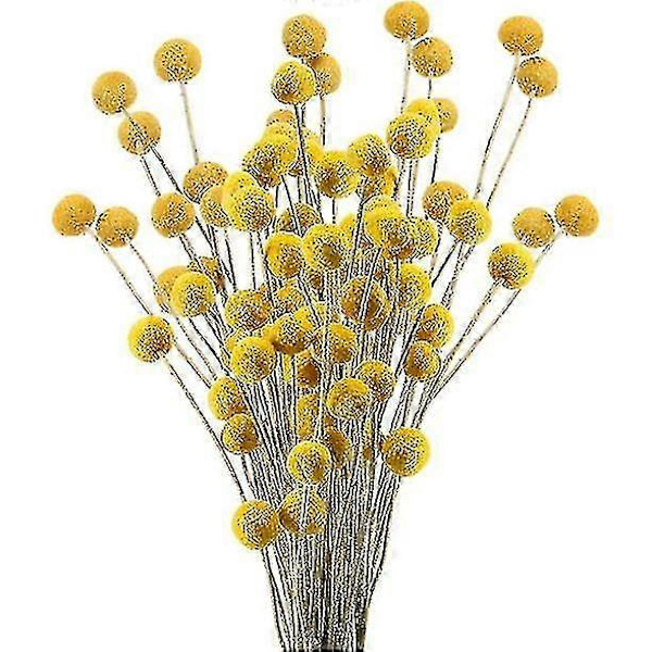 40 stk. tørkede Craspedia Button blomsterbukett