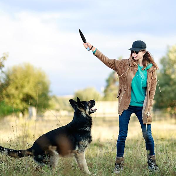 En trasig pinne professionell hund utan bettpinne hund