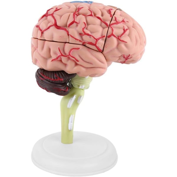 1 st 31 block demonterade medicinsk hjärnmodell, 4D mänsklig hjärna anatomisk mode