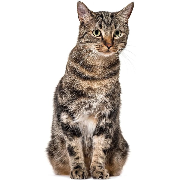 Katt-babyklistermärken set I 2 söta klistermärken för djurvänner I grå och brun I verklighetstrogen stor Katt – brun