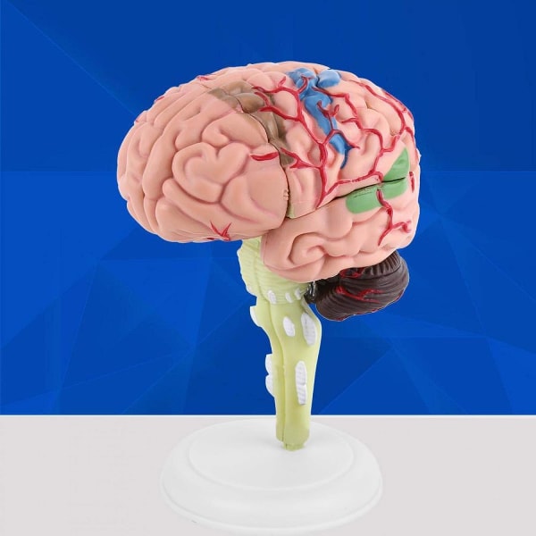 1 st 31 block demonterade medicinsk hjärnmodell, 4D mänsklig hjärna anatomisk mode