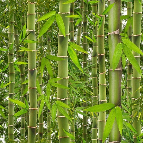 Jungle Tropical Rainforest Tapet Träd Blommor Blommor Bambu Grön Vinyl