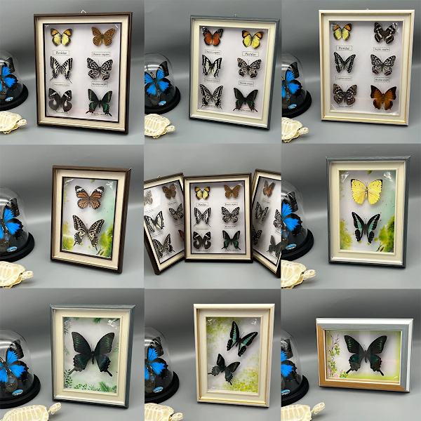 Nye ægte indrammede blandede sommerfugle, smuk indrammet sommerfuglevægdekoration, unikke taxidermi-samlerobjekter, entomologiprøver