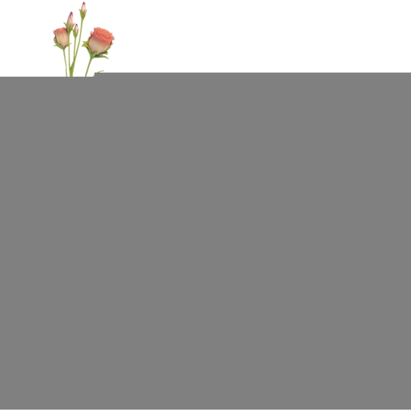 Oasis Blomsterskum Blokk, Vått og Tørt Skum for Kunstige Blomsterarrangementer, Bryllupstilbehør