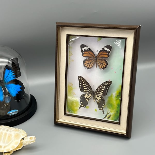 Nye ægte indrammede blandede sommerfugle, smuk indrammet sommerfuglevægdekoration, unikke taxidermi-samlerobjekter, entomologiprøver