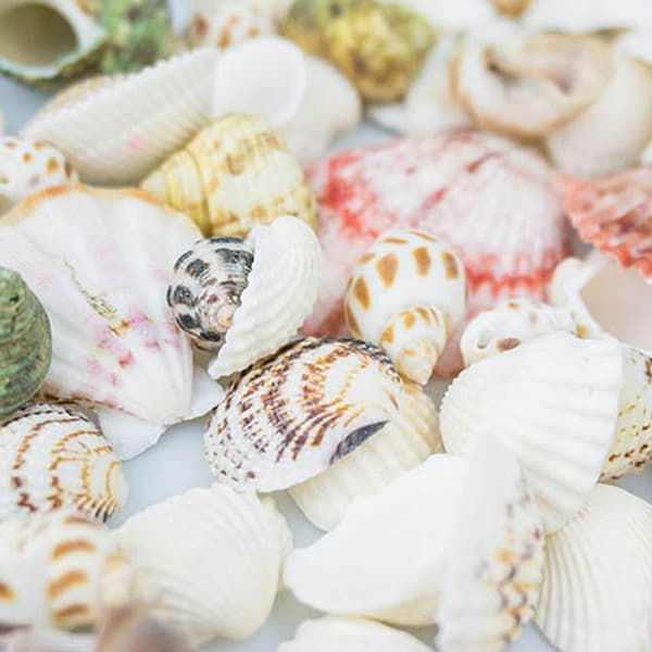100g Mixed Beach Seashell Mix Sea Shell Craft Natural Decor DIY 2022 V0H7-FA-