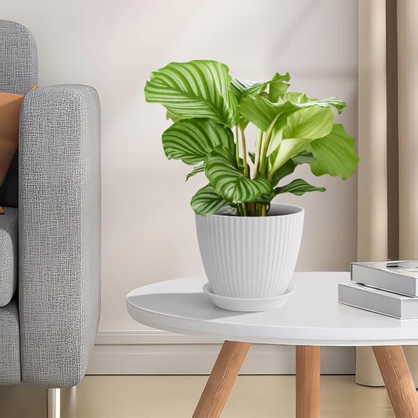 6-pak stribede riflede urtepotter med drænhuller og underskåle Indendørs urtepotter Moderne dekorative potter til alle stueplanter 19x16cm-FA-