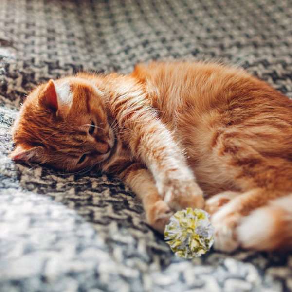6 cm knastrande bollar för katt, färgglada mylarbollar för husdjurskatter (12