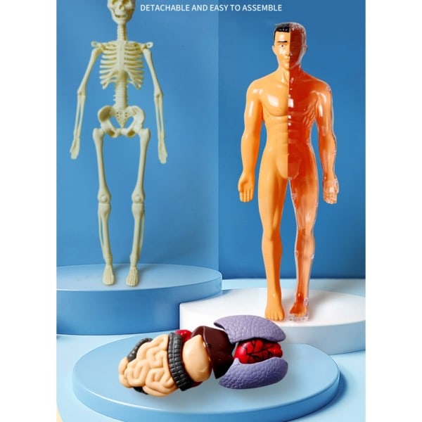Ihmisen torso anatomian luuranko malli irrotettavilla osilla lapsille esikoulu lääketieteellinen opetusmateriaali null - T