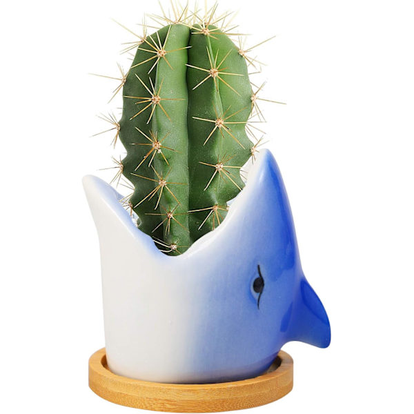 Posliininen istutusastia, kaktus mehikasvi istutusastia koristelu-Shark Blue