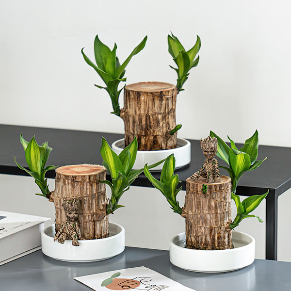 Groot Grøn Plante Brasiliansk Træ Vand Høj Lykkeligt Træ Potteplante Lille Træ Mennesker [kk] without Groot