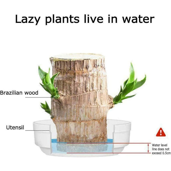 Mini Brasilien Lucky Wood, Hydroponisk Trädstubbe Skrivbord Växter Inomhus Kontor Skrivbord Växt för att Rena Inomhusluft