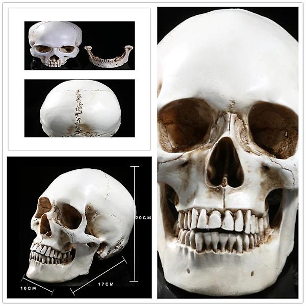 1:1 Menneskelig Kraniemodel Medicinsk Skelet Halloween Dekoration