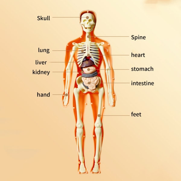 Ihmisen torso anatomian luuranko malli irrotettavilla osilla lapsille esikoulu lääketieteellinen opetusmateriaali null - T