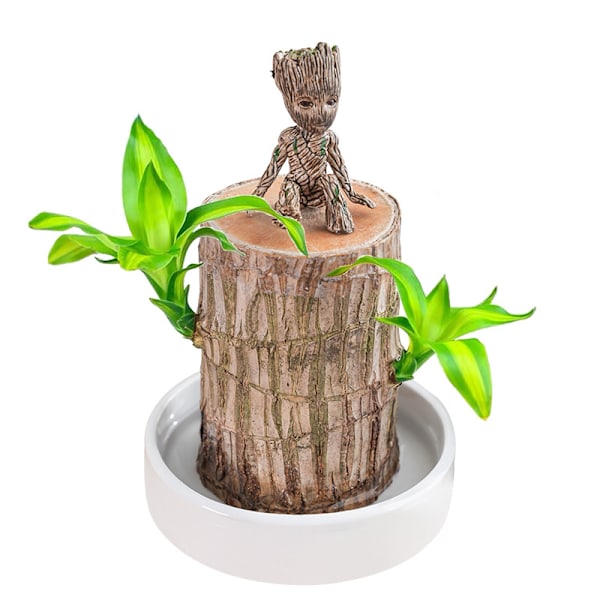 Groot Grön Växt Brasilianskt Trä Vatten Höj Lyckligt Trä Krukväxt Litet Träd Människor [kk] without Groot