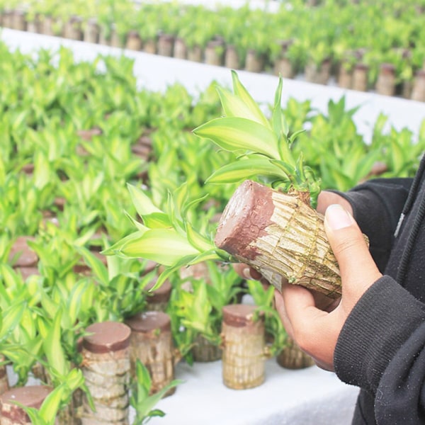 Groot Lucky Wood Hydroponic Green Modern dekorativ växtkruka för kontorshem B