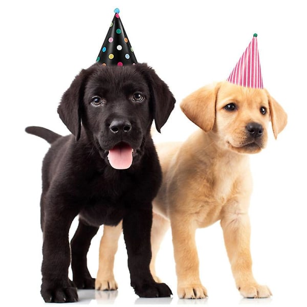 Bursdagsbandana for 10 hunder med søt bursdagsfesthatt for hunder Color mixing