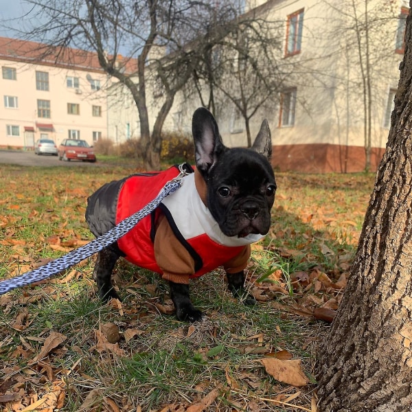 Nyt kæledyrstøj Hvalpetøj Vest Varmt hundetøj til små hunde Vinter Vindtæt kæledyr Hundejakke Frakke Polstret Chihuahua-tøj 18 XS