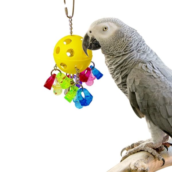 Papegoja Nakertelelu Lelu Lemmikkitarvikkeet Muna Kello Pallo Riippuva