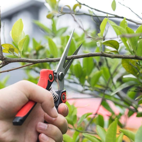 Profesjonelle hagesakser i rustfritt stål, skarpe hagesakser for hagehøsting av frukt, grønnsaker, beskjæring av blomster