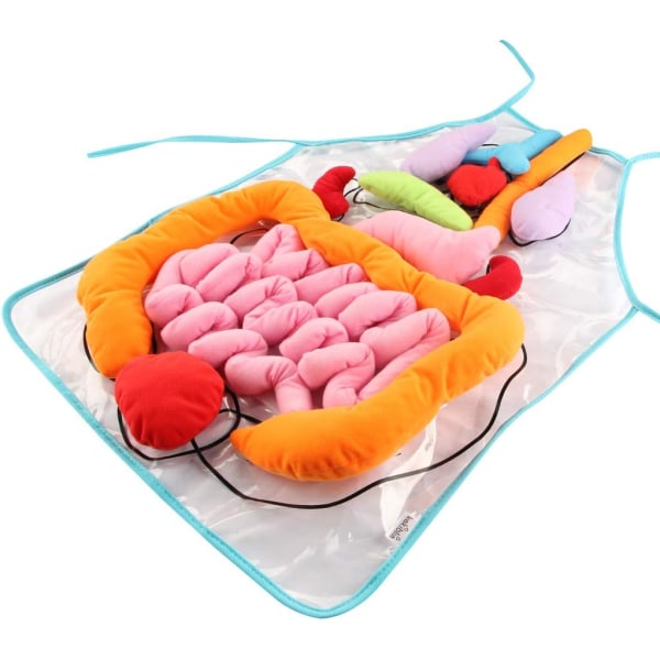 3D-elinluurulla, pehmoinen DIY-elinluurulla opiskelijoille Ihmiskehon elinten tietoisuus Viscera opettajille Opetusväline Koti-esiopetuksen opetusväline