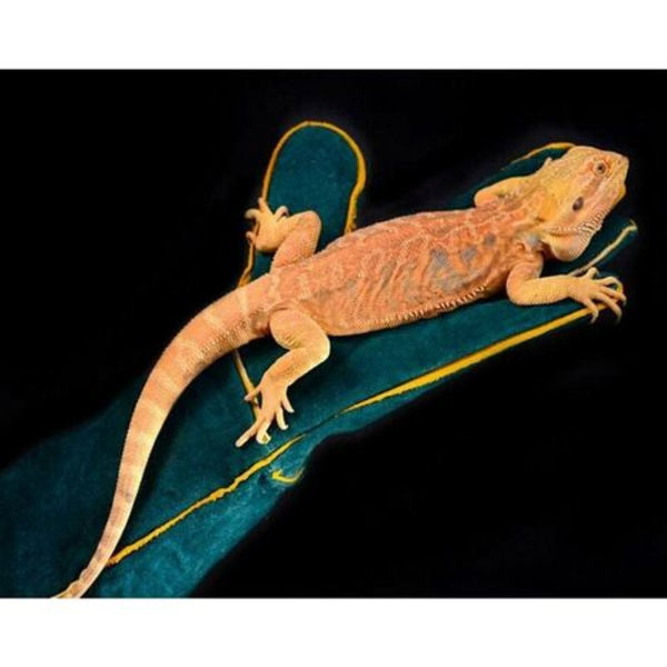 Anti-Bite Animal Handling Gloves, Safety Leather Work Gloves for Bathing, Grooming, Handling Dog, Cat, Bird, Snake, Reptile - Protective Gloves