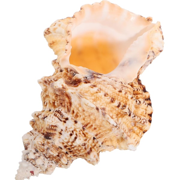 Stor Naturlig Havskål, Stor Ocean Conch Skål, Havskål, Luftplanteholder, Akvarie Dekoration