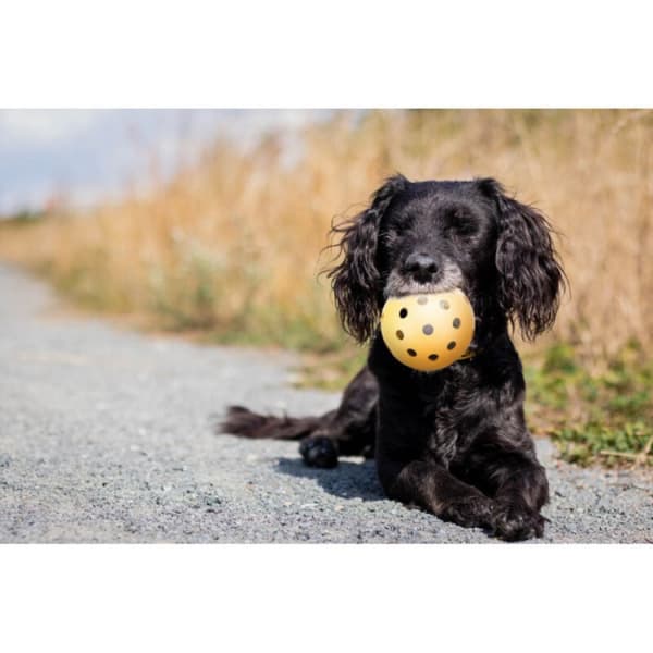 Bold med huller, specielt til synshandicappede og blinde hunde