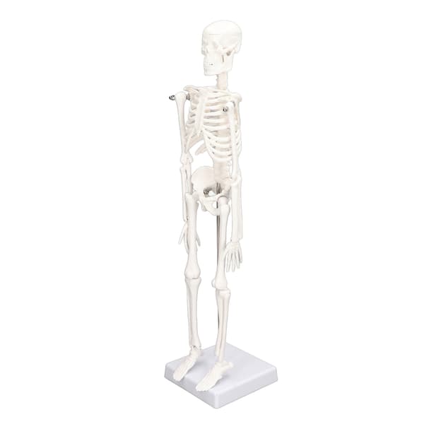 45 cm Human Skeleton Model PVC Movable Arms Legs with Stand