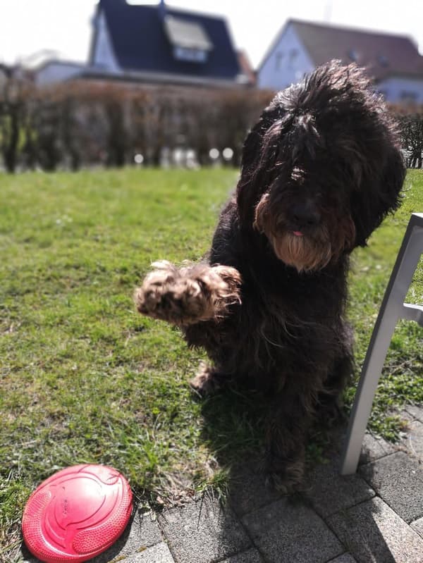 Naturgummi hundfrisbee - Rød