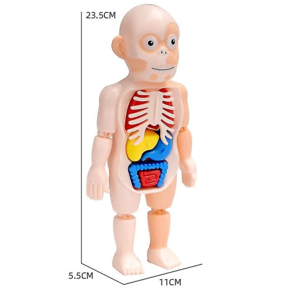Kids 3d DIY Sette sammen Steam Medical Human Anatomy Model Pedagogisk Læringsorganer Montering Puslespill Leker