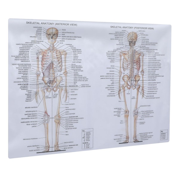 1 st Människoskelettmuskelundervisning Bild Anatomi affisch Anatomimålning Blandad färg70X50CM Assorted Color 70X50CM