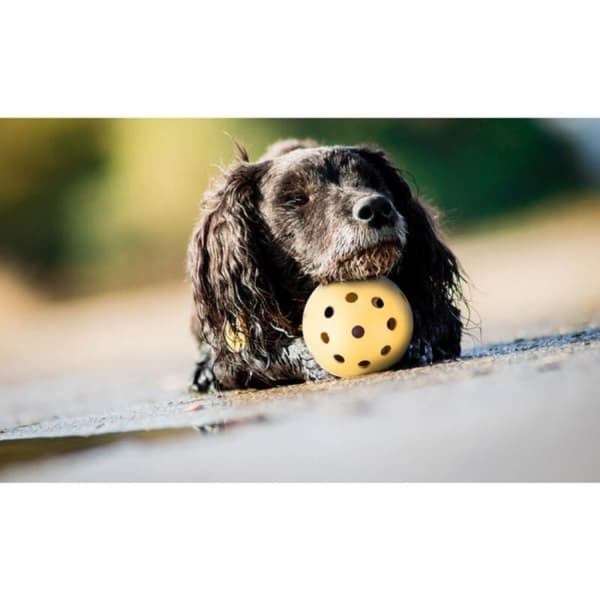 Bold med huller, specielt til synshandicappede og blinde hunde