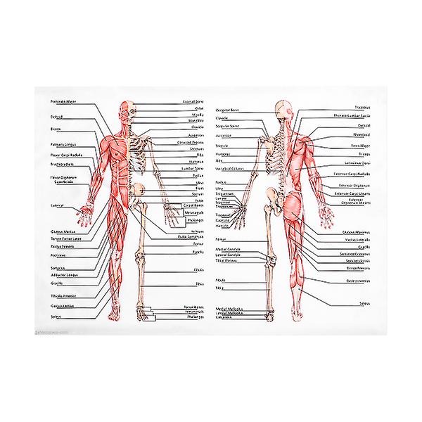 TV-affisch Anatomi-affisch Hängande muskelskelettaffisch Kroppssystem Affischer Anatomiska affischer A Assorted Color 70X50CM
