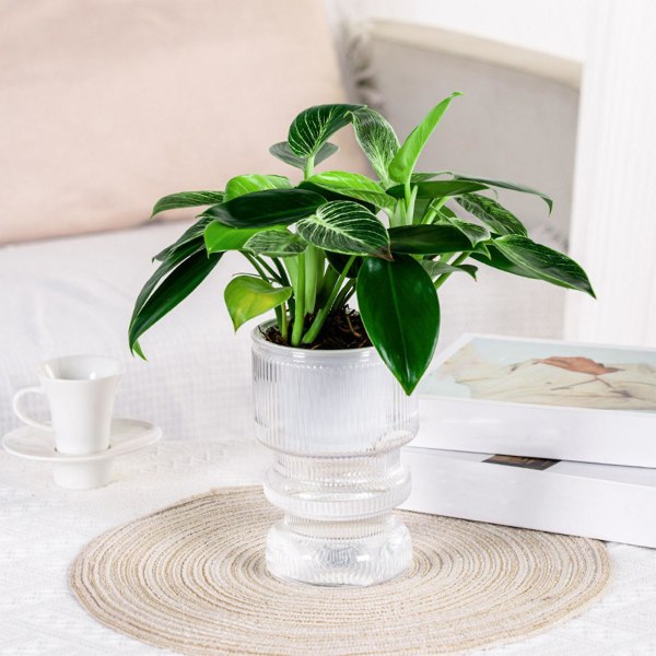 Transparente Hydroponiske Små Potteplanter, Indendørs Stue Bord Transparent Hydroponisk Pl