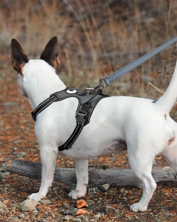 Reflective Nylon Dog Leash with Padded Handle Double-Sided Training Lead for Medium and Large Dogs 1.8m x 2.5cm Grey