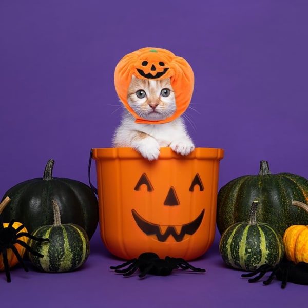 Katt Halloween Gresskar Kostyme Hund Halloween Gresskar Hatt Kjæledyr Hodeplagg for Halloween Fest Justerbar Gresskar Caps Søt Pu