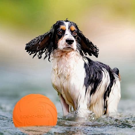 Litteä koirafrisbee (tummanvihreä)