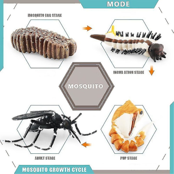 4 stk Kreative Sneglen Vækstcyklus Model Legetøj Unikt Design Simulation Dyr Modeller Kompatibel Med Børns Videnskabelige Kognitive Legetøj