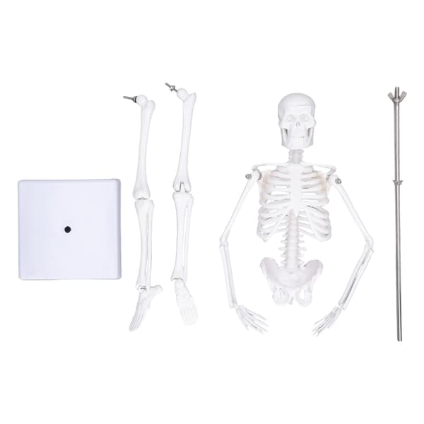 45 cm Human Skeleton Model PVC Movable Arms Legs with Stand