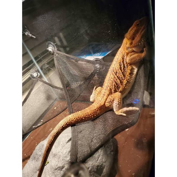 Hängmatta sängkudde sovsäck drake skäggig tank tillbehör husdjur hängande växt sköldpadda liten täcke leksaker reptil gömma t