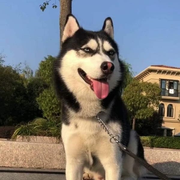 Heavy Metal Dog Leash, Bite-Proof, Basic Pet Leash