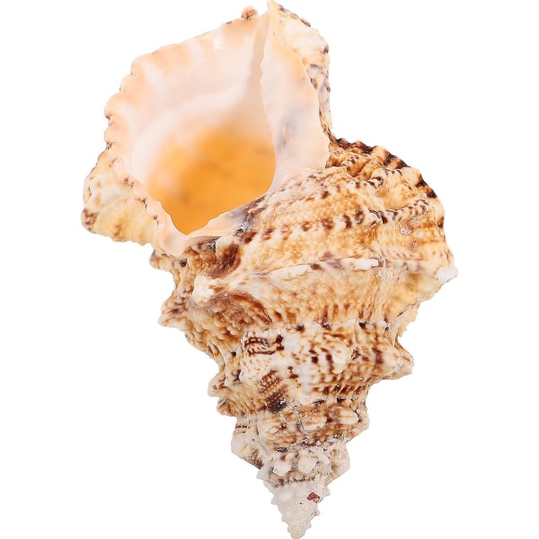 Stor naturlig Sea Shell Kæmpe Ocean Conch Conch Sea Shell Air Plant Holder Fish Tank Decor