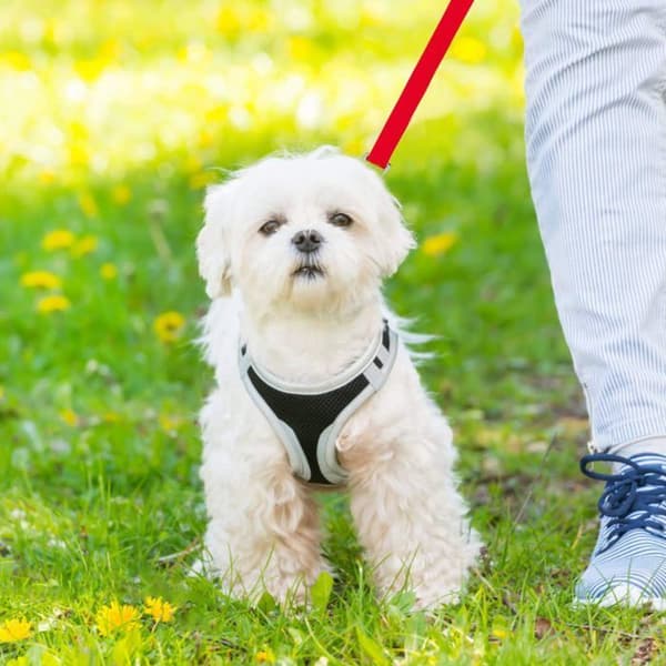 Dog Leash, 15m, Extra Long Red Training Leash for Small, Medium, and Large Dogs, Perfect for Training
